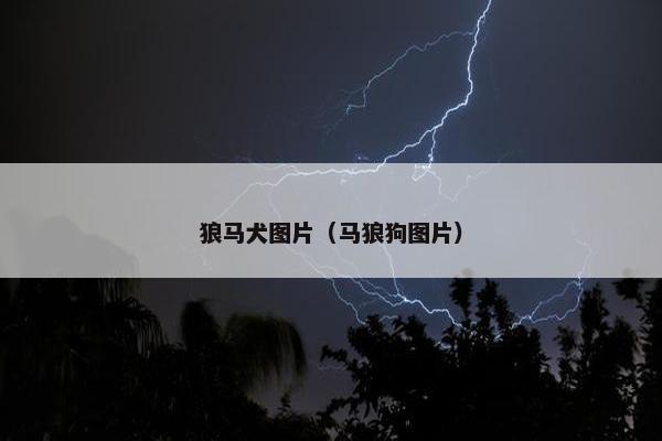 狼马犬图片（马狼狗图片）