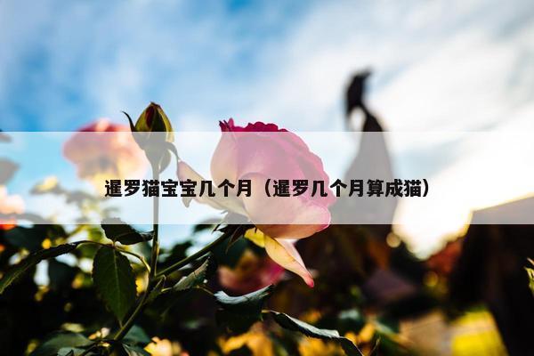 暹罗猫宝宝几个月（暹罗几个月算成猫）