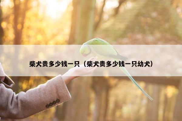 柴犬贵多少钱一只（柴犬贵多少钱一只幼犬）