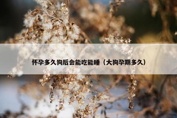 怀孕多久狗后会能吃能睡（大狗孕期多久）
