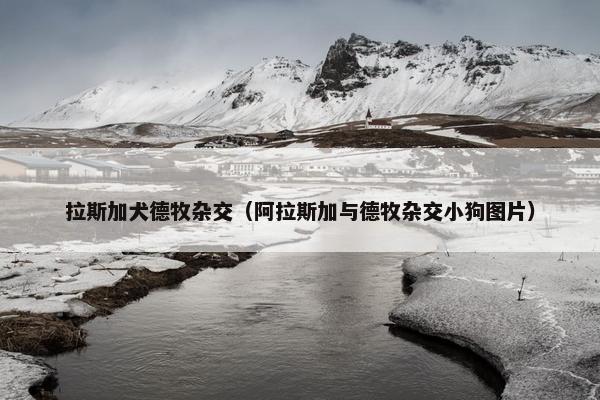拉斯加犬德牧杂交（阿拉斯加与德牧杂交小狗图片）