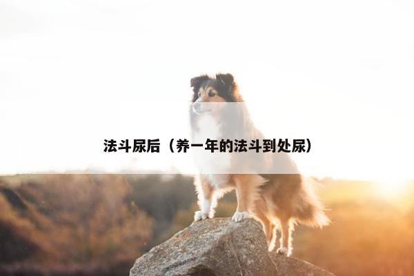 法斗尿后（养一年的法斗到处尿）