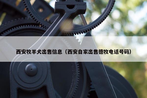 西安牧羊犬出售信息（西安自家出售德牧电话号码）