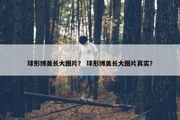 球形博美长大图片？ 球形博美长大图片真实？
