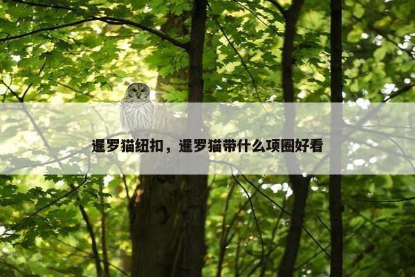 暹罗猫纽扣,暹罗猫带什么项圈好看 暹罗猫纽扣,暹罗猫带什么项圈好看