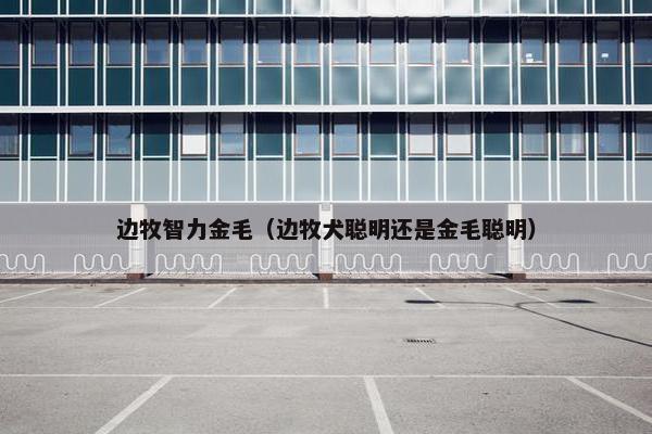 边牧智力金毛(边牧犬聪明还是金毛聪明) 边牧智力金毛(边牧犬聪明还是金毛聪明)