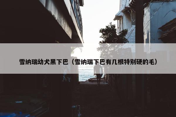 雪纳瑞幼犬黑下巴（雪纳瑞下巴有几根特别硬的毛）