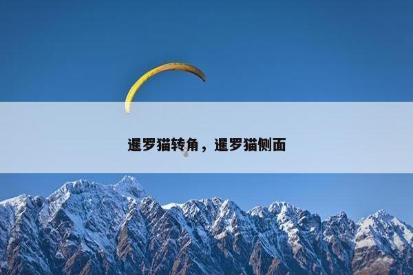 暹罗猫转角，暹罗猫侧面