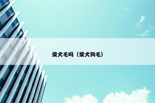柴犬毛吗（柴犬狗毛）