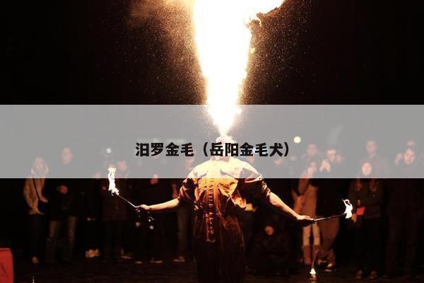 汨罗金毛（岳阳金毛犬）