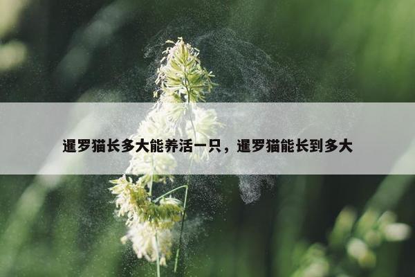 暹罗猫长多大能养活一只，暹罗猫能长到多大