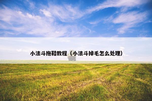 小法斗拖鞋教程（小法斗掉毛怎么处理）