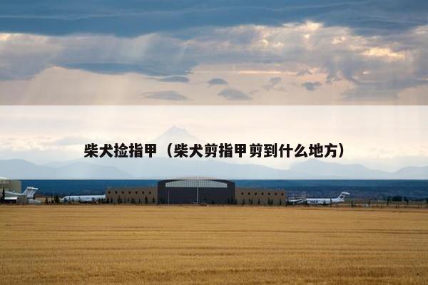 柴犬捡指甲（柴犬剪指甲剪到什么地方）
