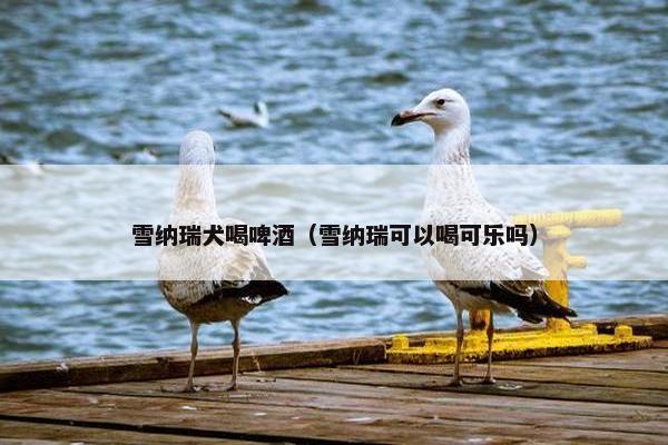 雪纳瑞犬喝啤酒（雪纳瑞可以喝可乐吗）