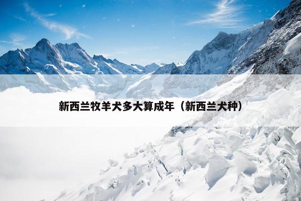 新西兰牧羊犬多大算成年（新西兰犬种）