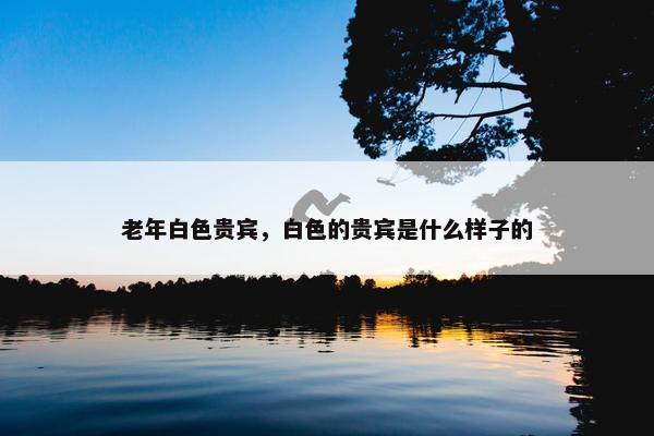 老年白色贵宾，白色的贵宾是什么样子的