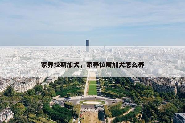 家养拉斯加犬，家养拉斯加犬怎么养