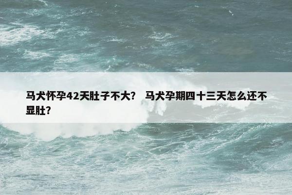 马犬怀孕42天肚子不大？ 马犬孕期四十三天怎么还不显肚？
