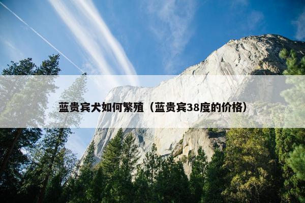 蓝贵宾犬如何繁殖（蓝贵宾38度的价格）