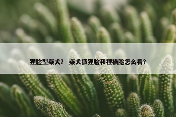 狸脸型柴犬？ 柴犬狐狸脸和狸猫脸怎么看？