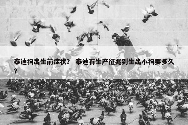 泰迪狗出生前症状? 泰迪有生产征兆到生出小狗要多久? 泰迪狗出生前症状? 泰迪有生产征兆到生出小狗要多久?