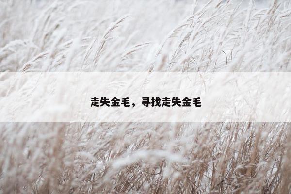 走失金毛，寻找走失金毛