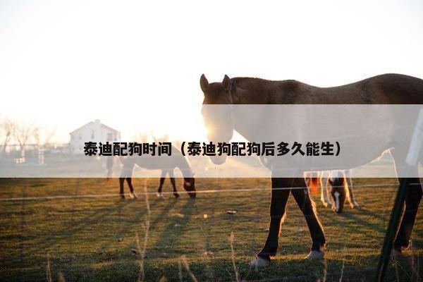 泰迪配狗时间（泰迪狗配狗后多久能生）