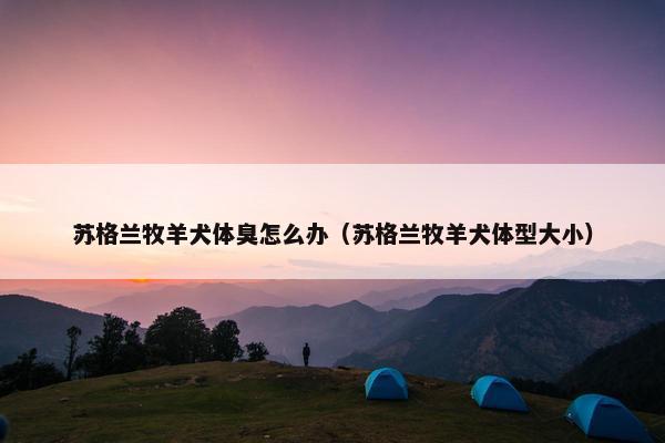 苏格兰牧羊犬体臭怎么办（苏格兰牧羊犬体型大小）