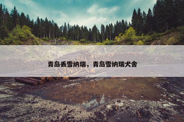 青岛丢雪纳瑞，青岛雪纳瑞犬舍