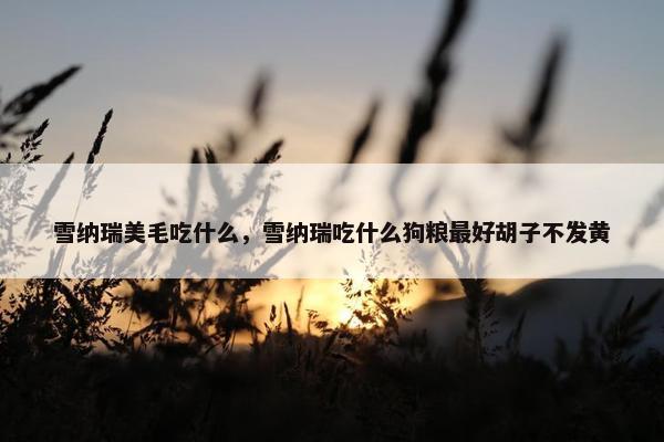 雪纳瑞美毛吃什么，雪纳瑞吃什么狗粮最好胡子不发黄