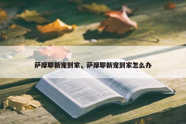 萨摩耶新宠到家，萨摩耶新宠到家怎么办