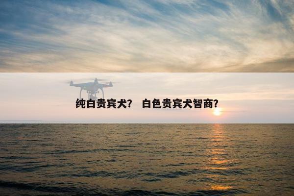 纯白贵宾犬？ 白色贵宾犬智商？