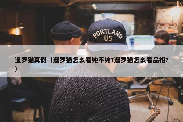 暹罗猫真假（暹罗猫怎么看纯不纯?暹罗猫怎么看品相?）