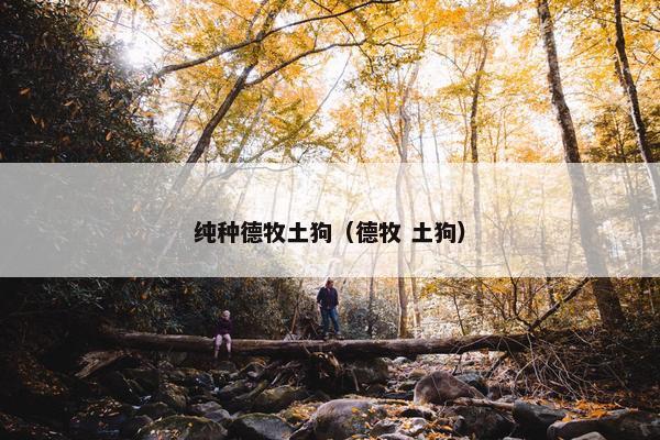 纯种德牧土狗（德牧 土狗）
