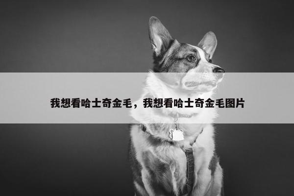 我想看哈士奇金毛，我想看哈士奇金毛图片