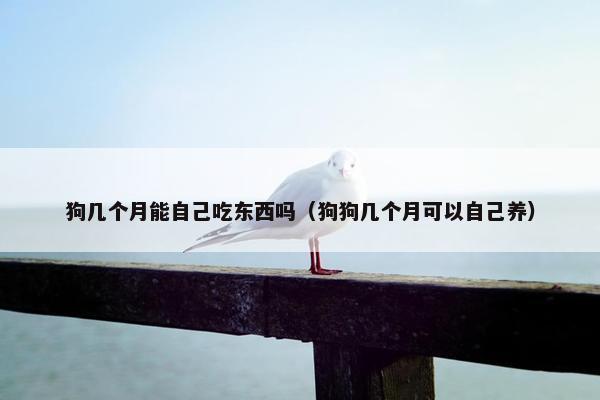 狗几个月能自己吃东西吗（狗狗几个月可以自己养）