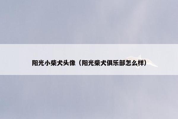 阳光小柴犬头像（阳光柴犬俱乐部怎么样）