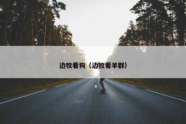 边牧看狗（边牧看羊群）