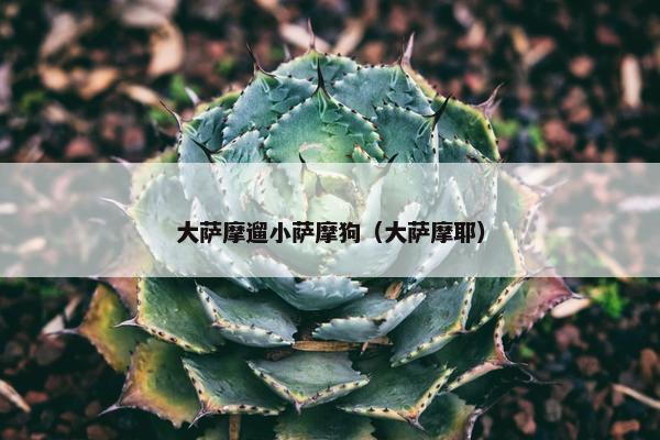 大萨摩遛小萨摩狗（大萨摩耶）