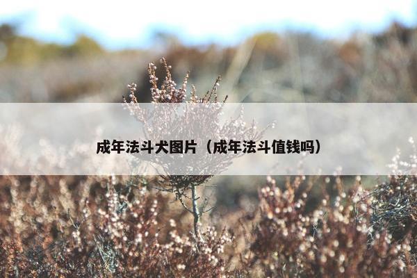 成年法斗犬图片（成年法斗值钱吗）