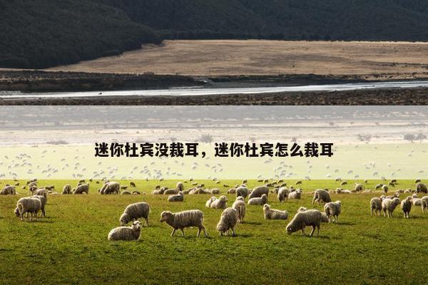 迷你杜宾没裁耳，迷你杜宾怎么裁耳
