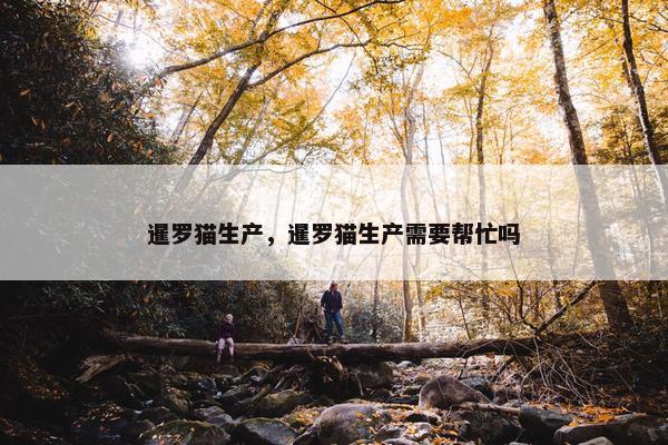 暹罗猫生产，暹罗猫生产需要帮忙吗