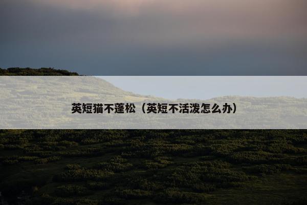 英短猫不蓬松（英短不活泼怎么办）