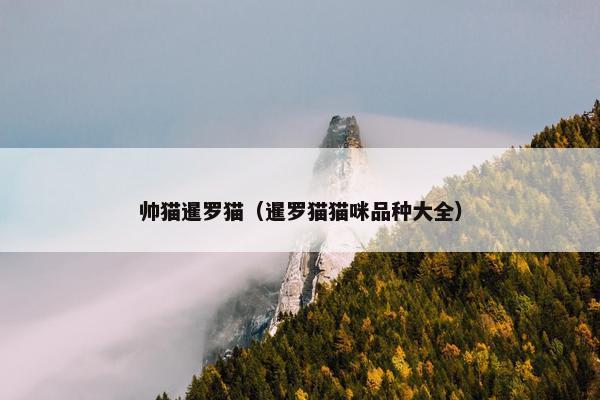 帅猫暹罗猫（暹罗猫猫咪品种大全）