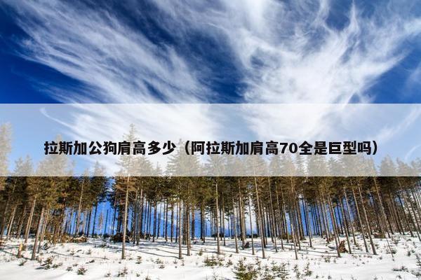 拉斯加公狗肩高多少（阿拉斯加肩高70全是巨型吗）