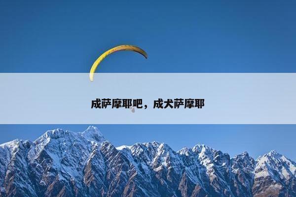 成萨摩耶吧，成犬萨摩耶