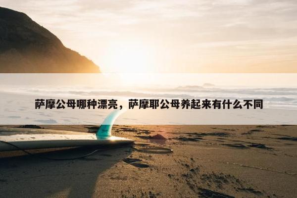 萨摩公母哪种漂亮，萨摩耶公母养起来有什么不同