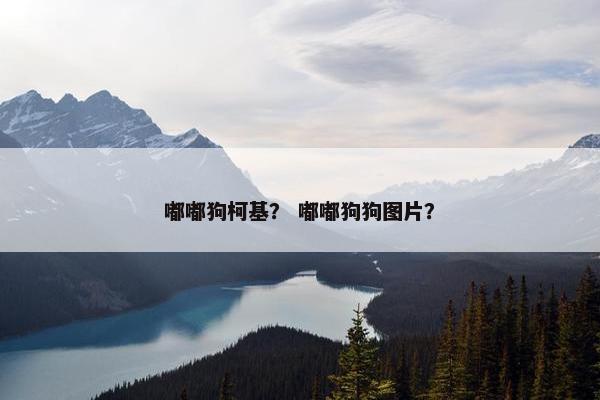 嘟嘟狗柯基？ 嘟嘟狗狗图片？