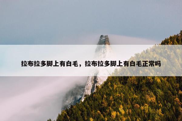 拉布拉多脚上有白毛，拉布拉多脚上有白毛正常吗