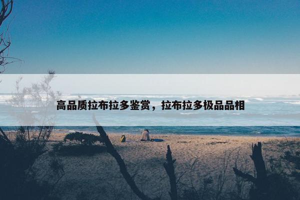高品质拉布拉多鉴赏，拉布拉多极品品相